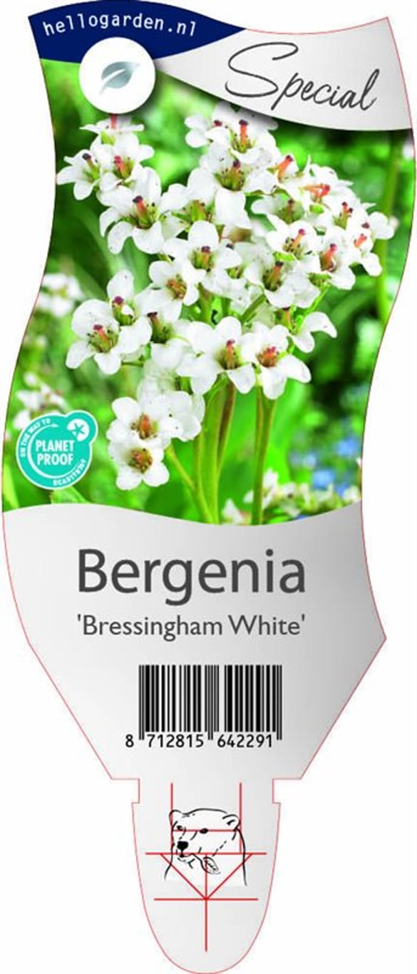 Bergenia 'Bressingham White' - P11